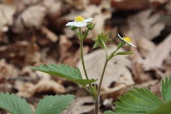 Fragaria viridis Duchesne subsp. campestris (Steven) Pawł. ?<br/>Munții Zărandului, Cladova, 24 Apr 2011 © Adrian Schlesinger - public domain (<a href=https://creativecommons.org/publicdomain/zero/1.0/ target=_blank>CC0 1.0</a>)